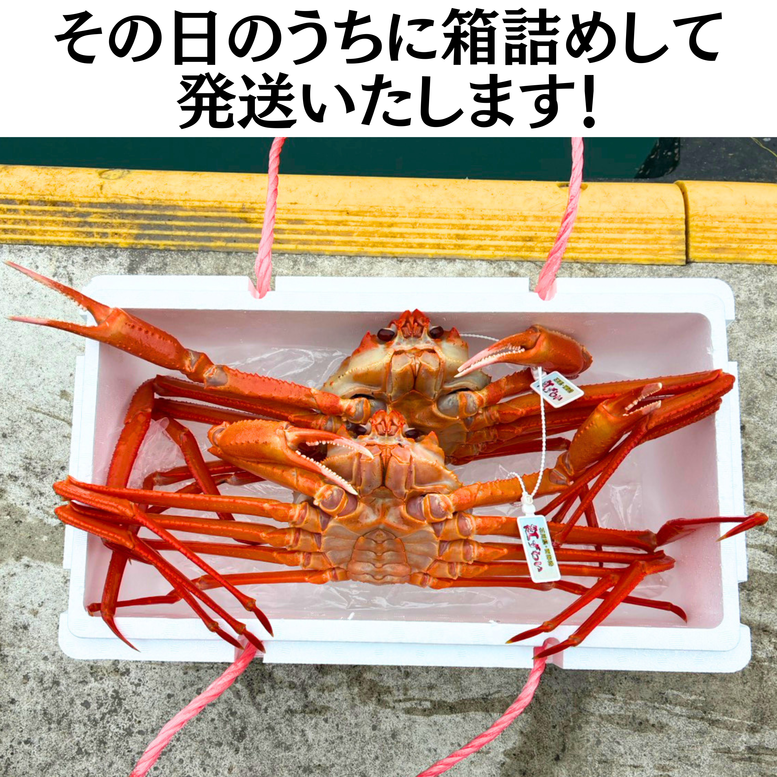 産地直送】西海漁港 活・紅ズワイガニ 大サイズ 2杯入｜金澤あるげん蔵